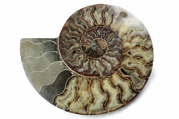 Cut & Polished Ammonite Fossil (Half) - Madagascar #362393